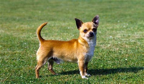 what are the cheapest dogs to buy